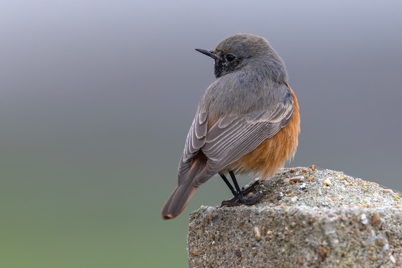Eastern Black Redstart