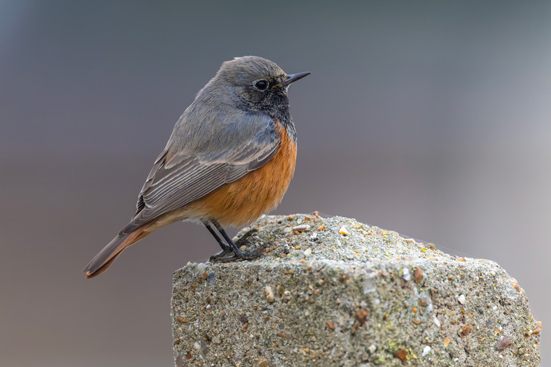 Eastern Black Redstart