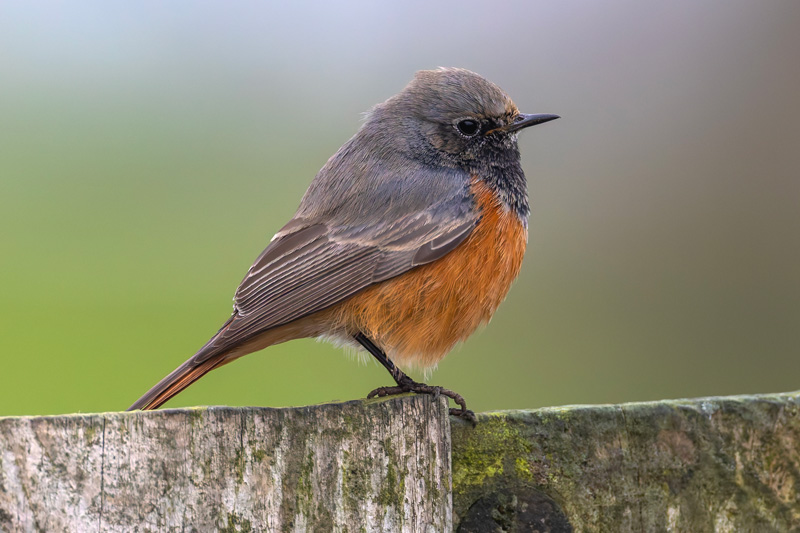 Eastern Black Redstart