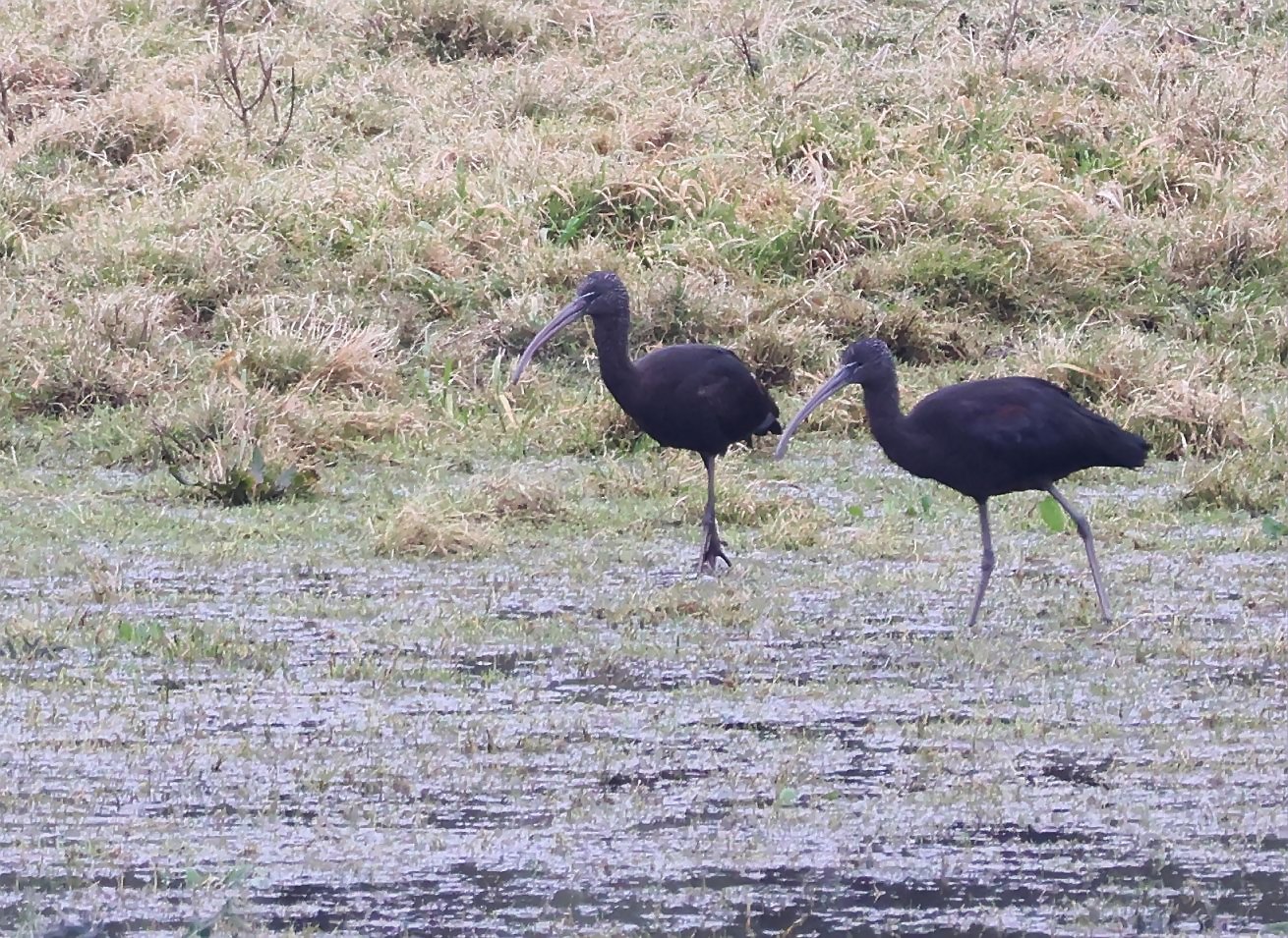 Glossy Ibis