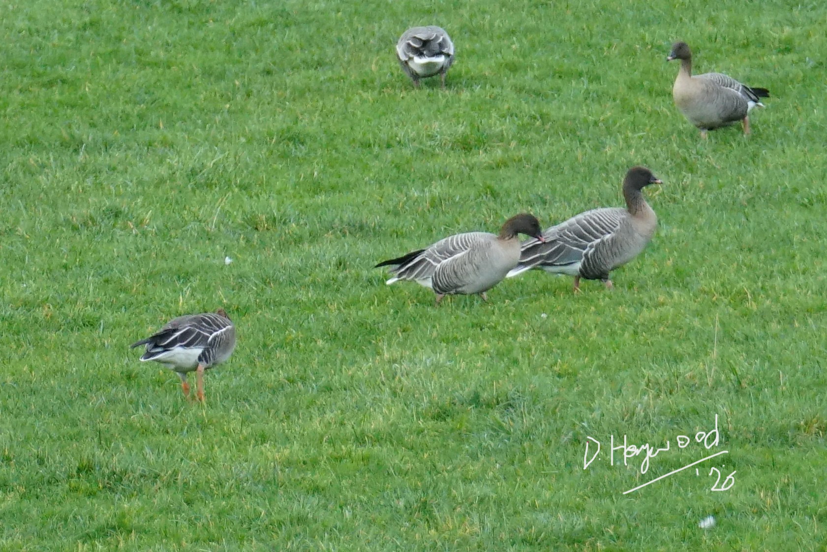 Tundra Bean Goose