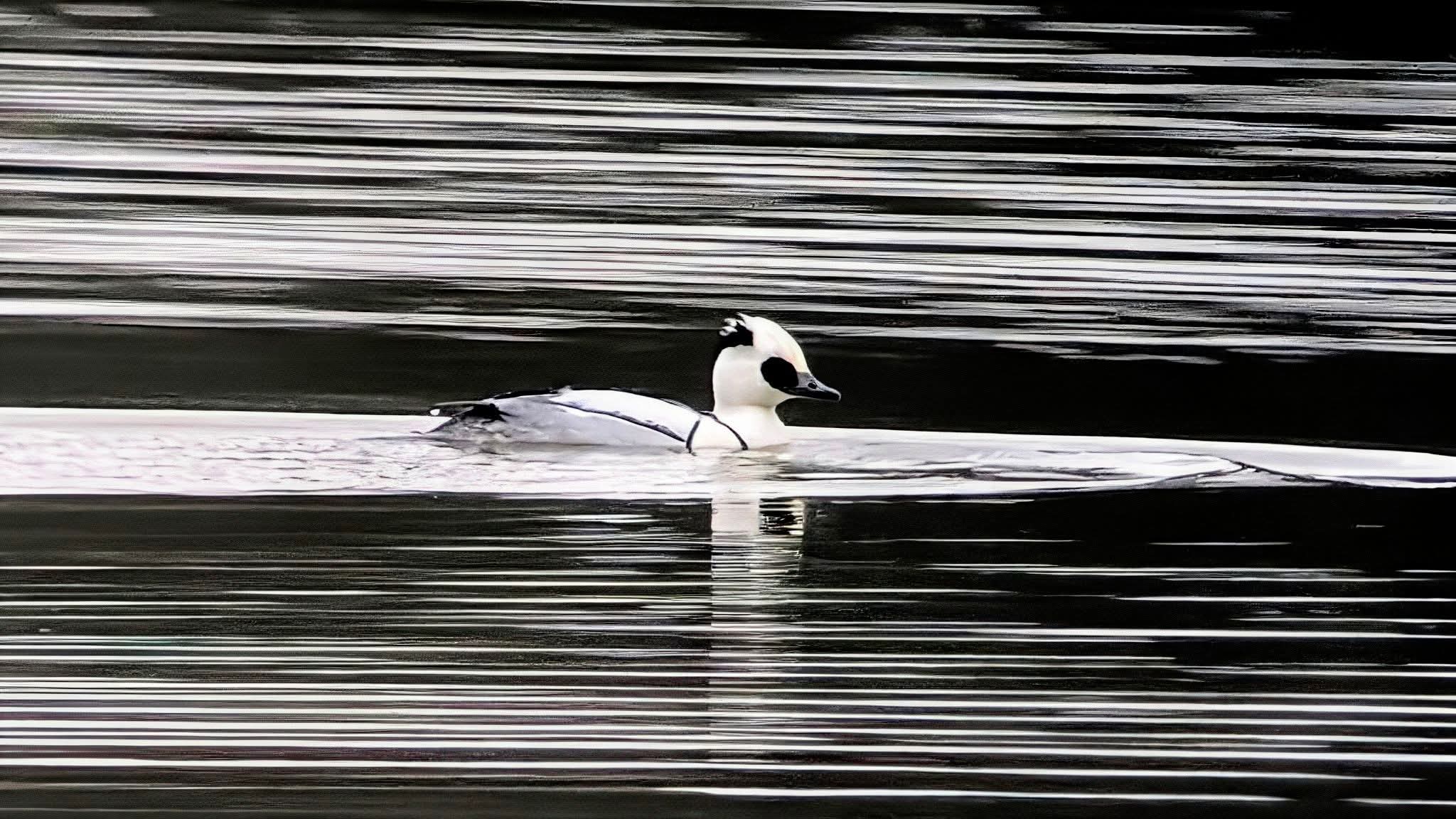 Smew