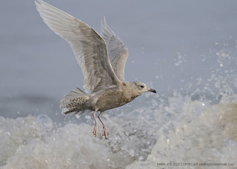 Iceland Gull