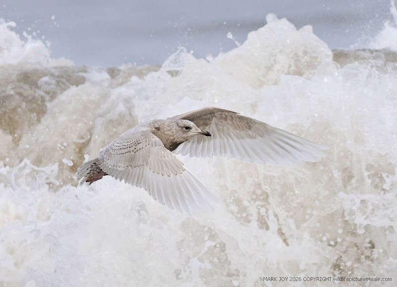 Iceland Gull