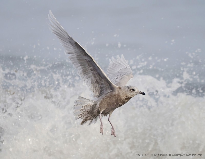 Iceland Gull