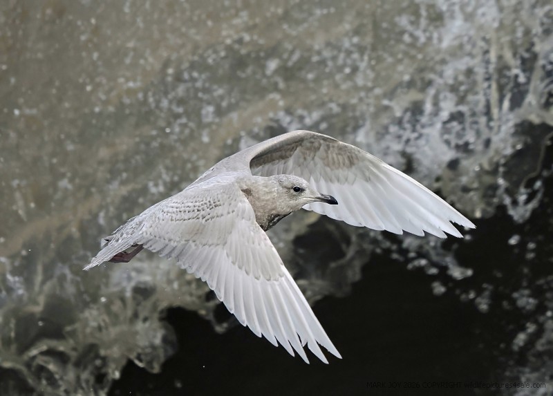Iceland Gull