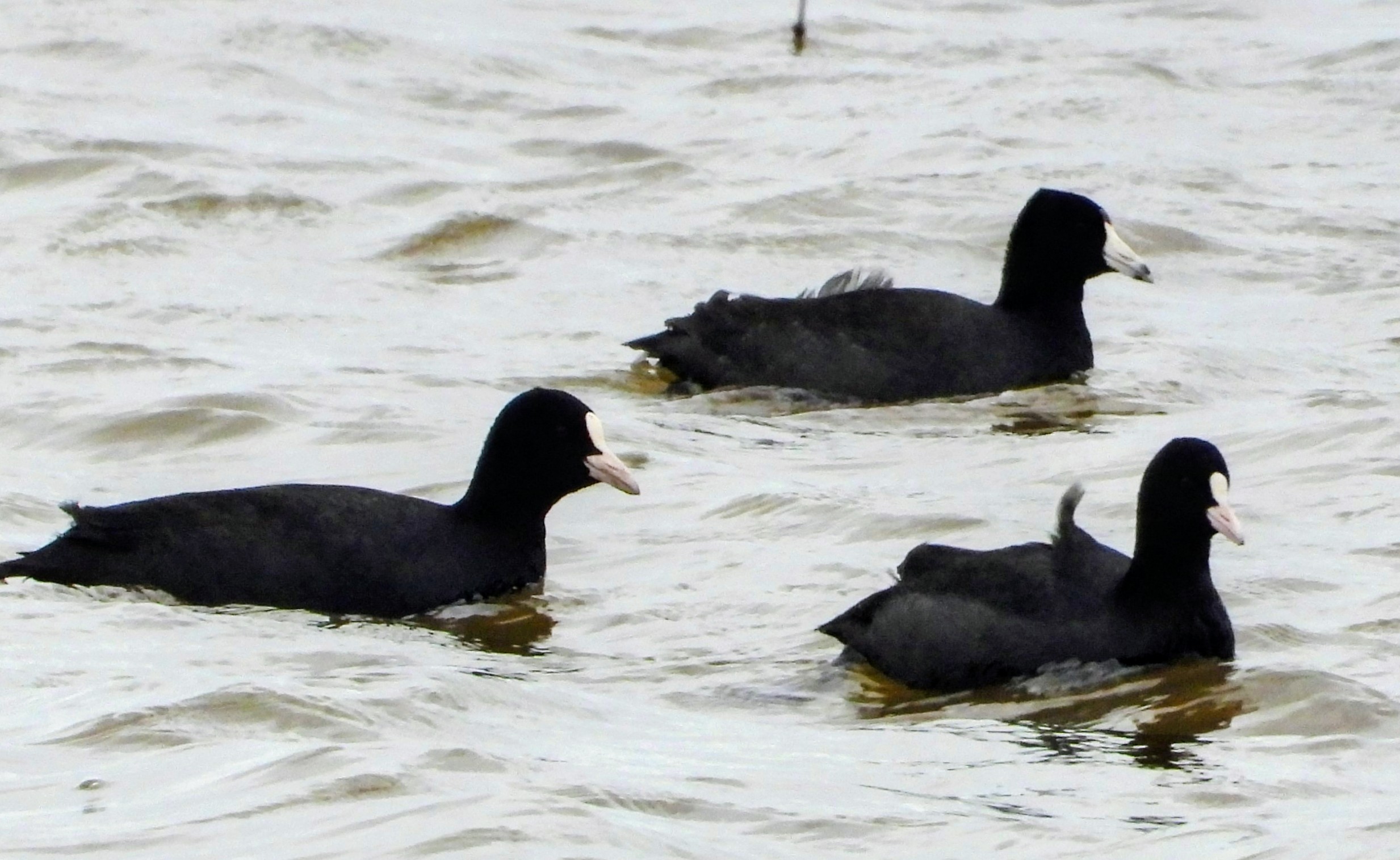 American Coot