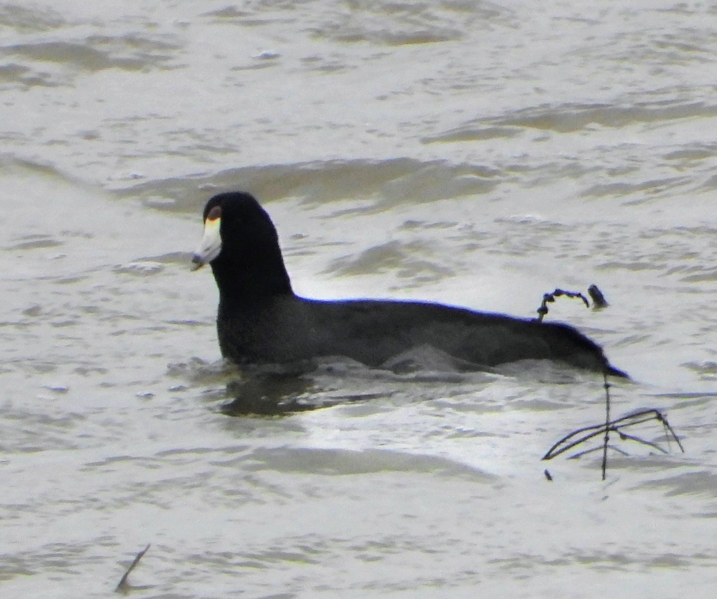 American Coot