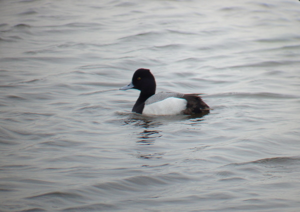 Lesser Scaup