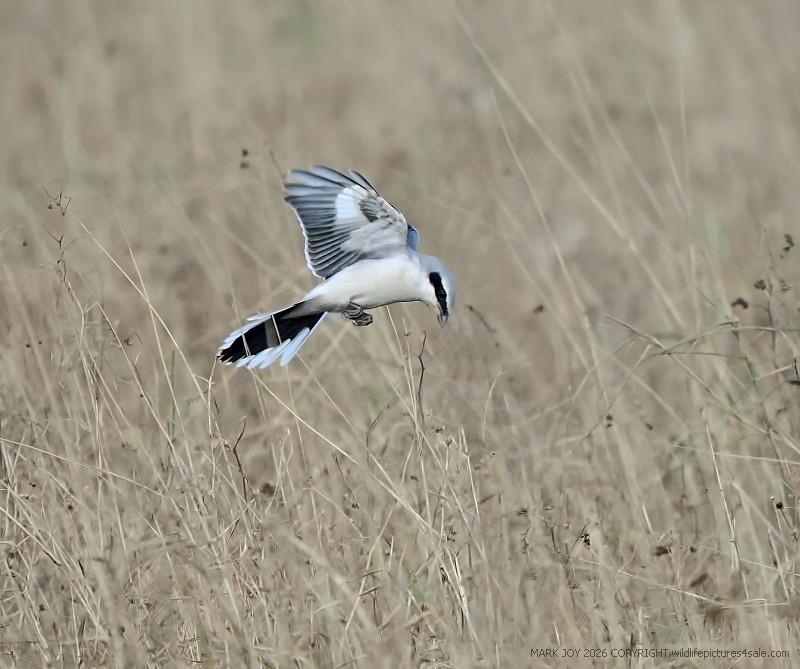 Great Grey Shrike