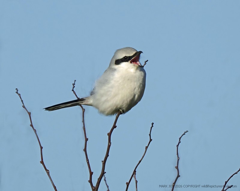 Great Grey Shrike