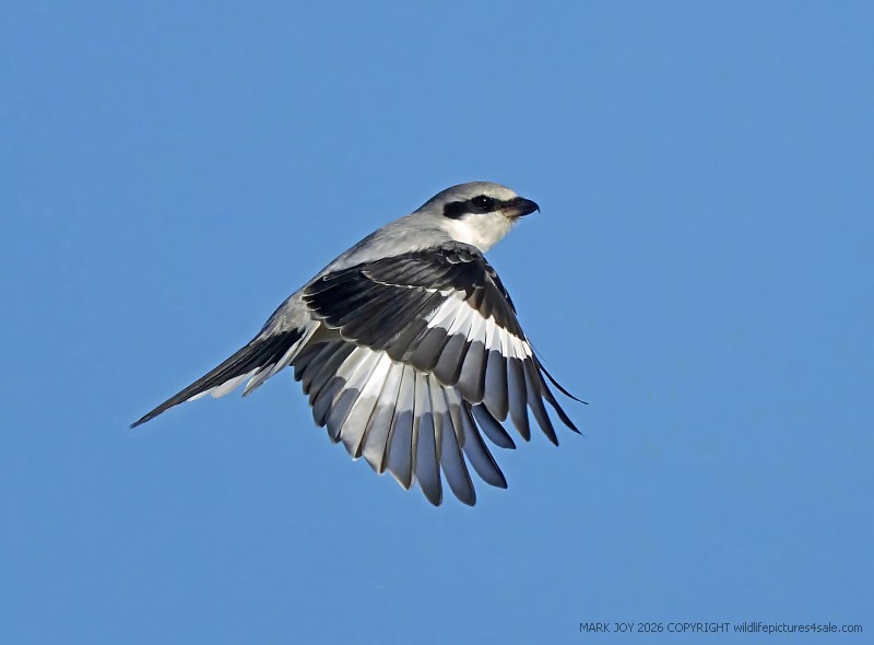 Great Grey Shrike