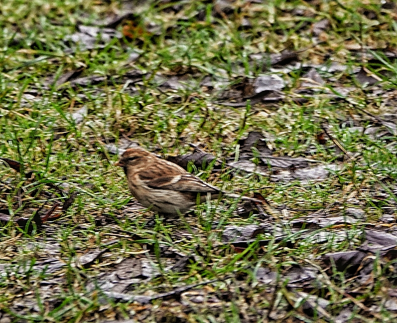 Lesser Redpoll