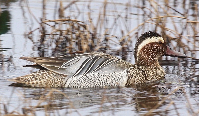 Garganey