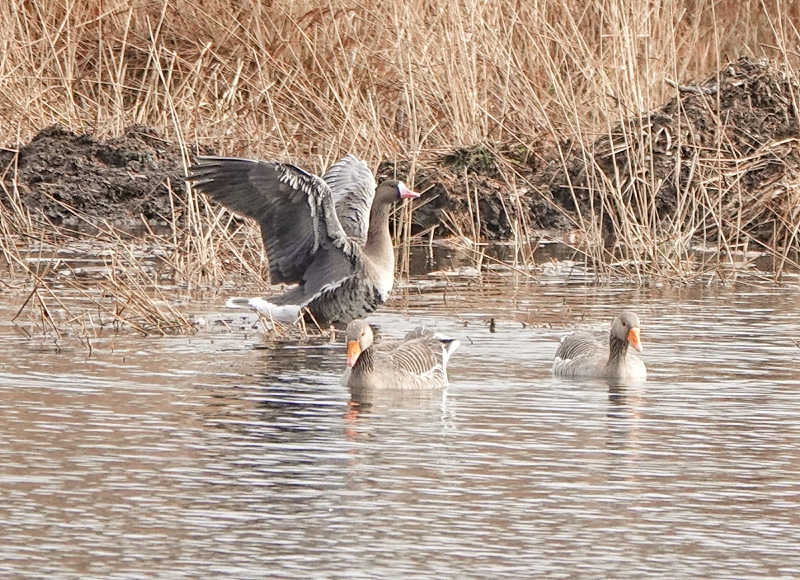 Russian White-fronted Goose