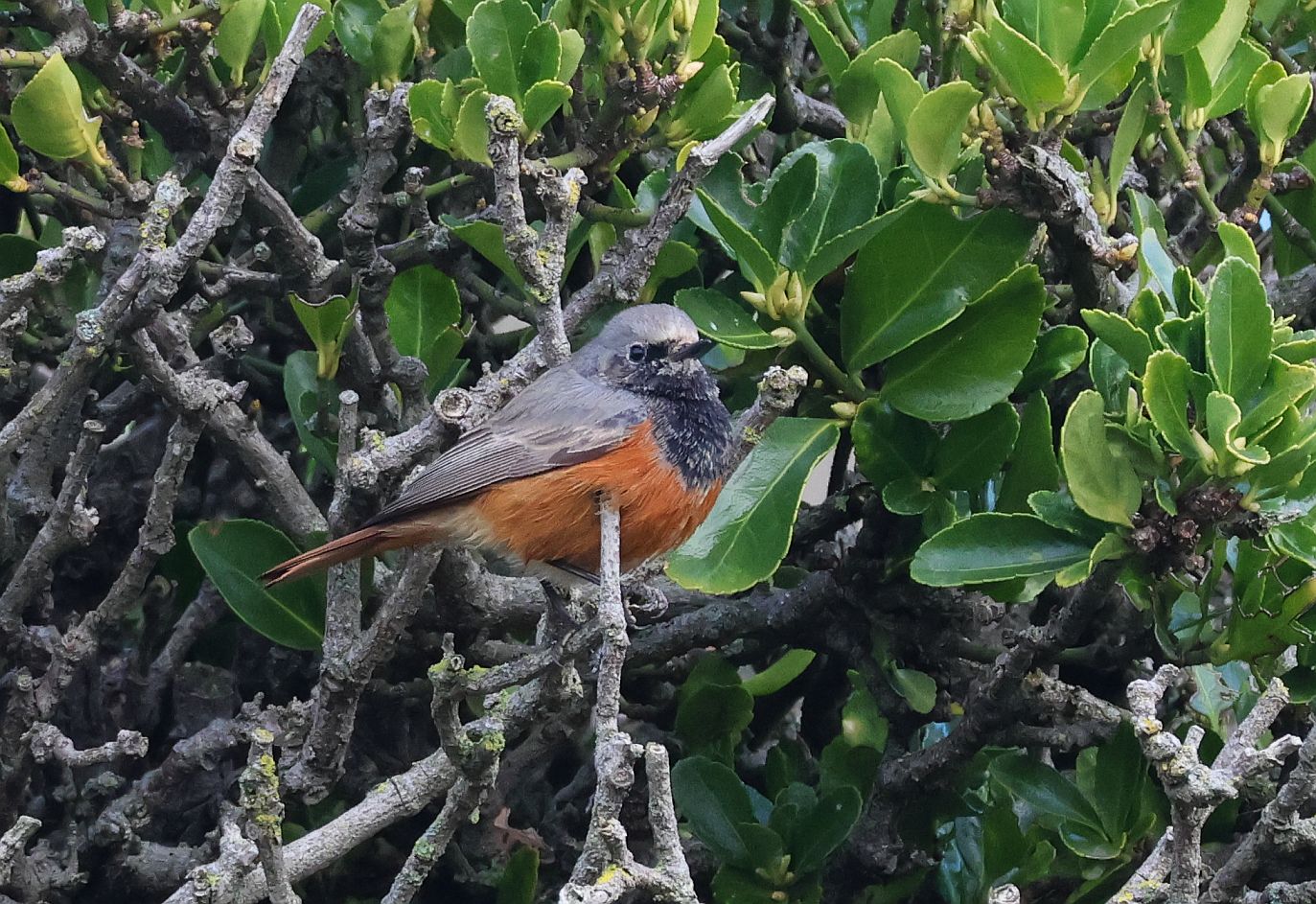 Eastern Back Redstart