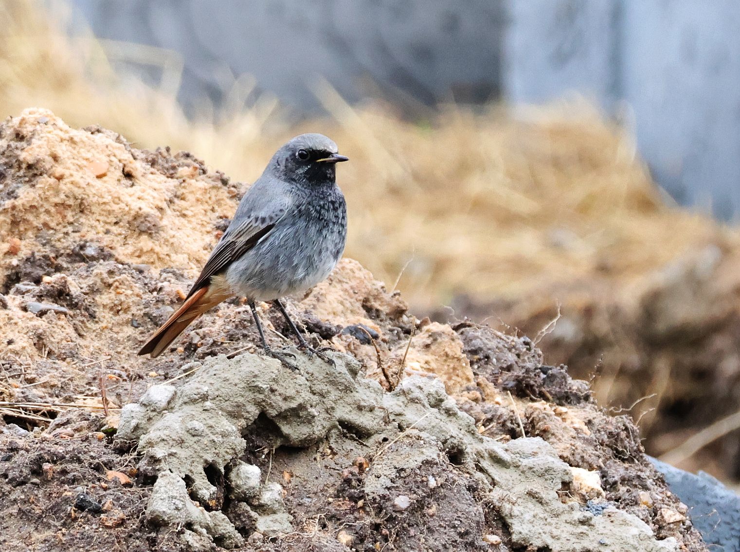 Black Redstart