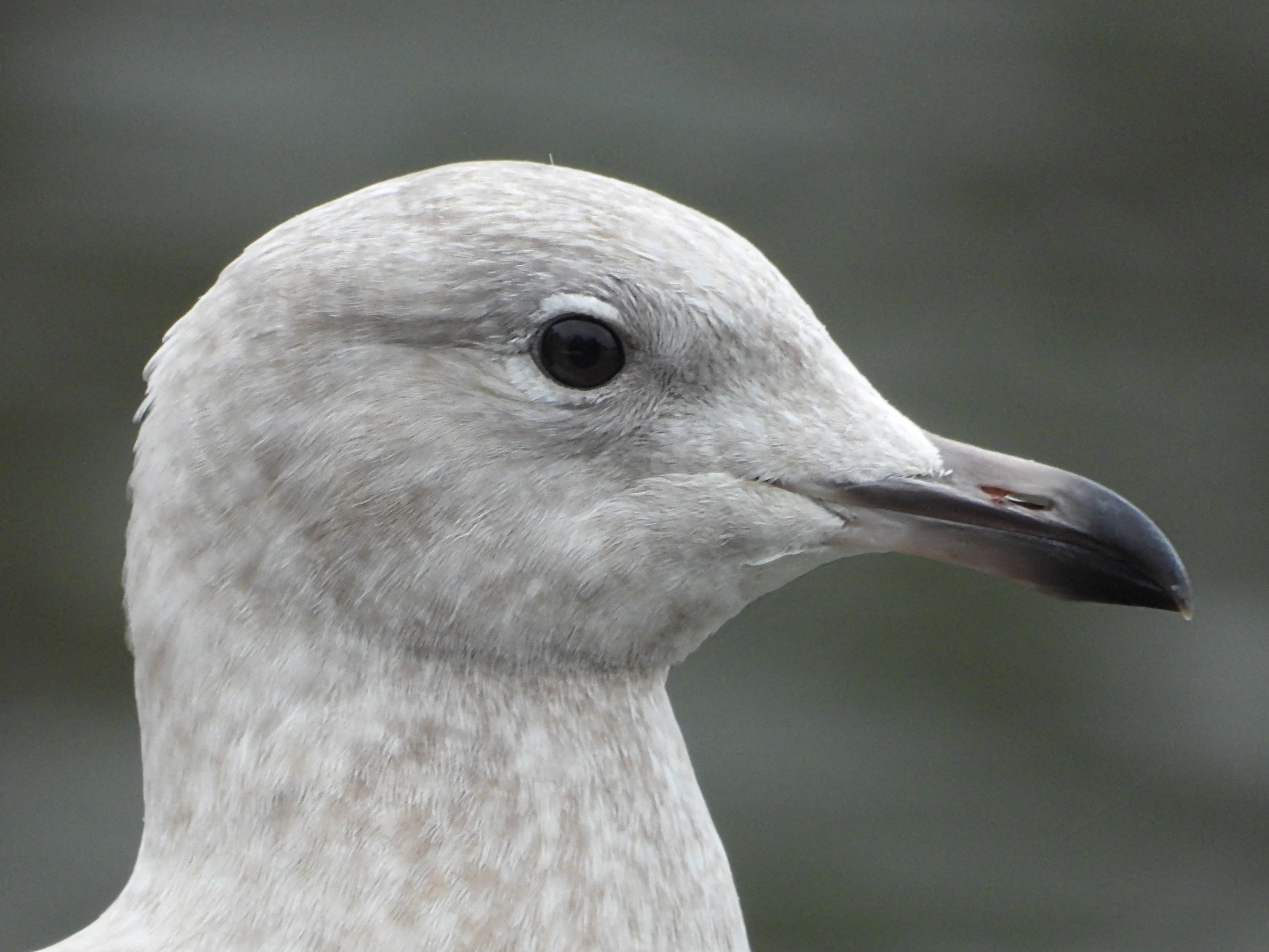 Iceland Gull