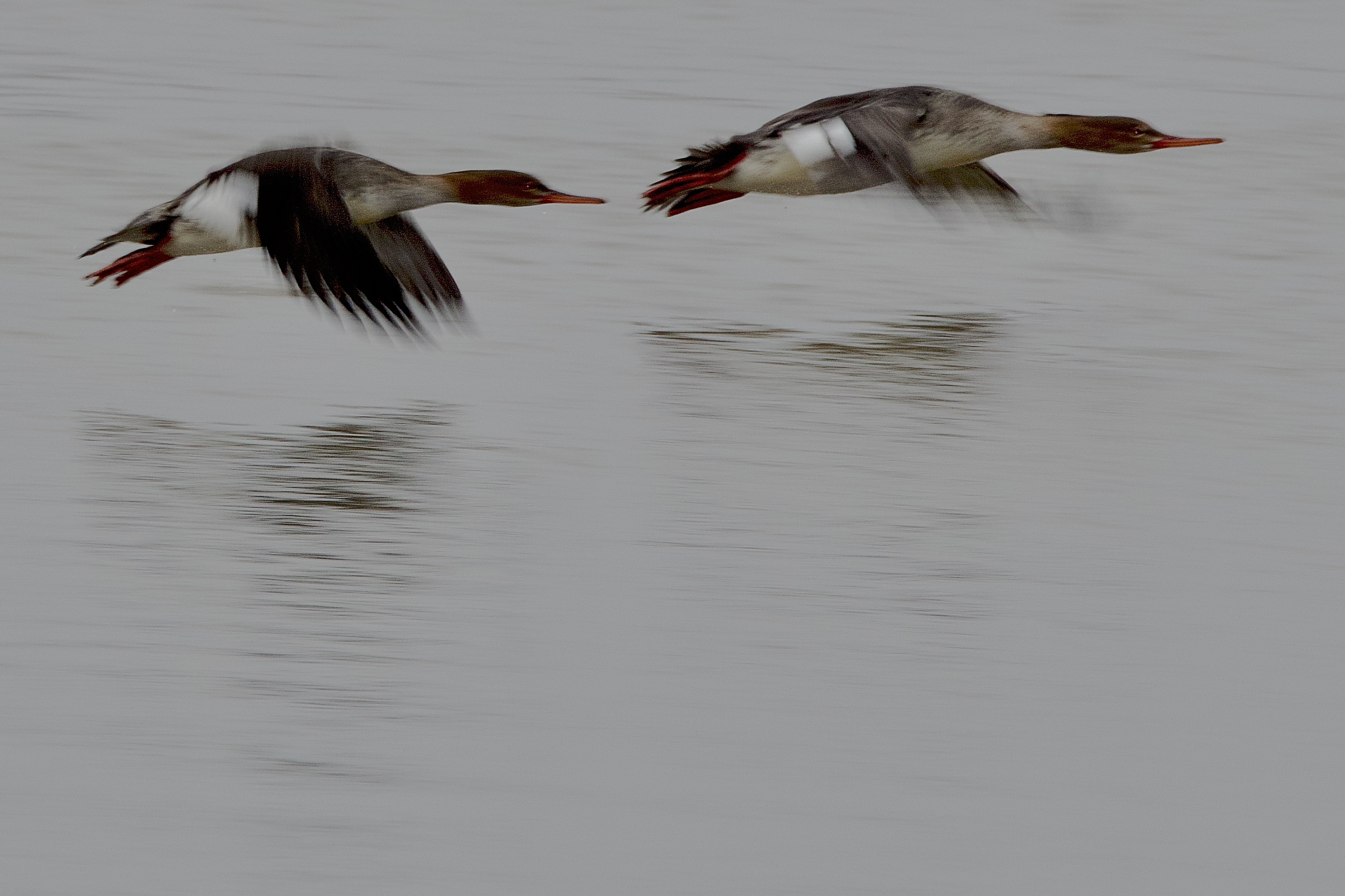 Red-breasted Merganser