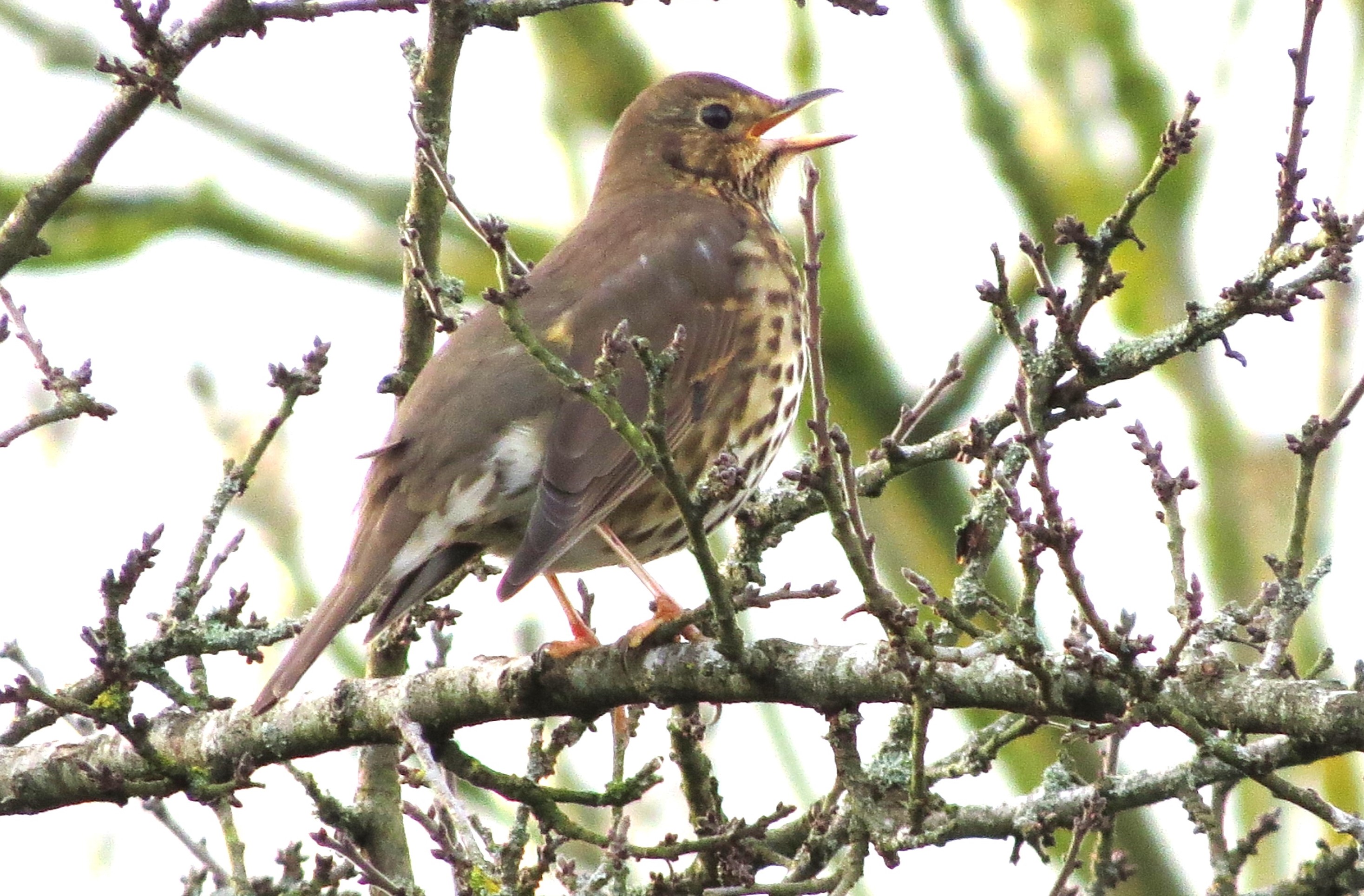 Song Thrush