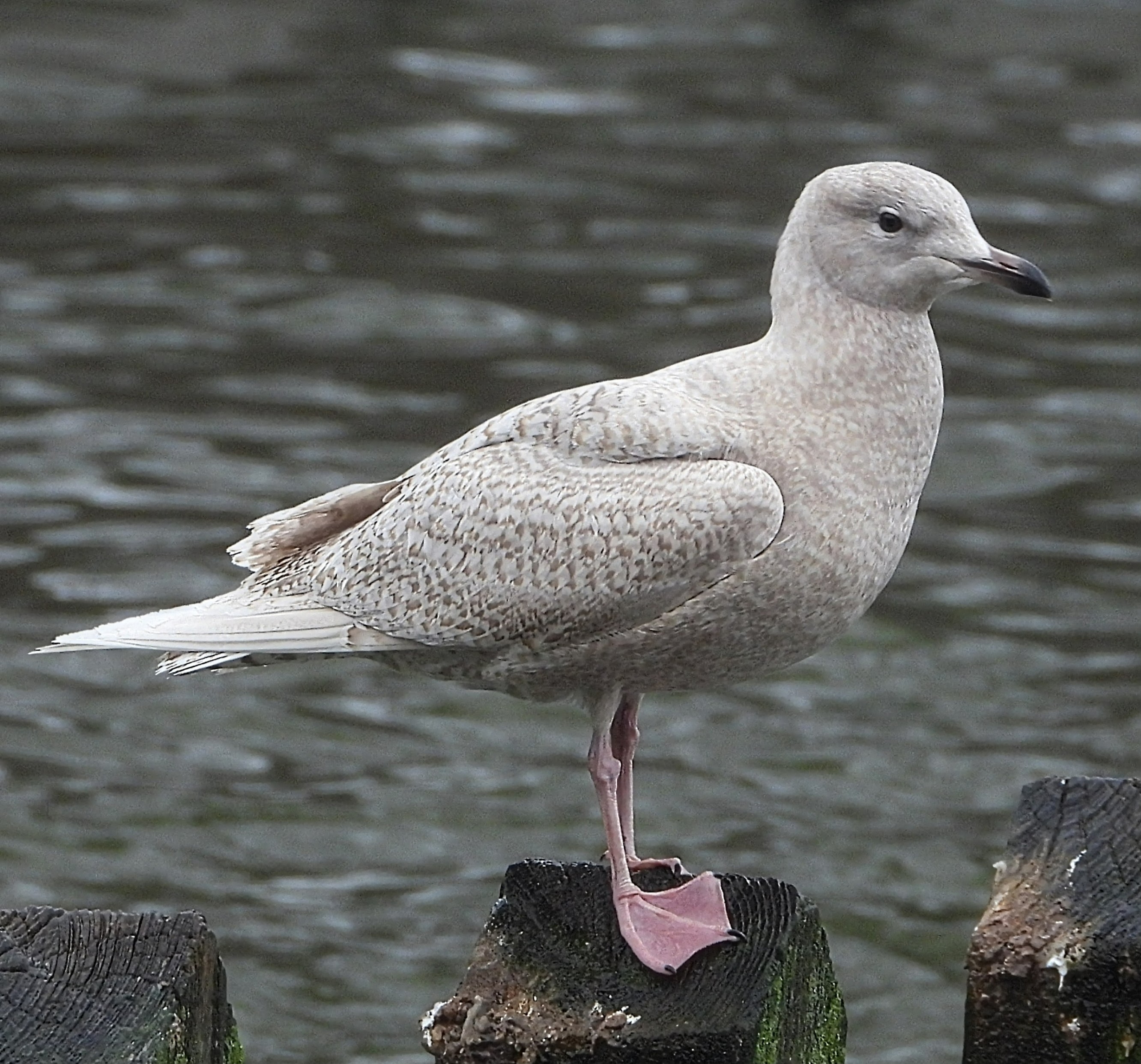 Iceland Gull