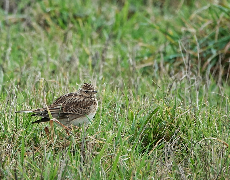 Skylark