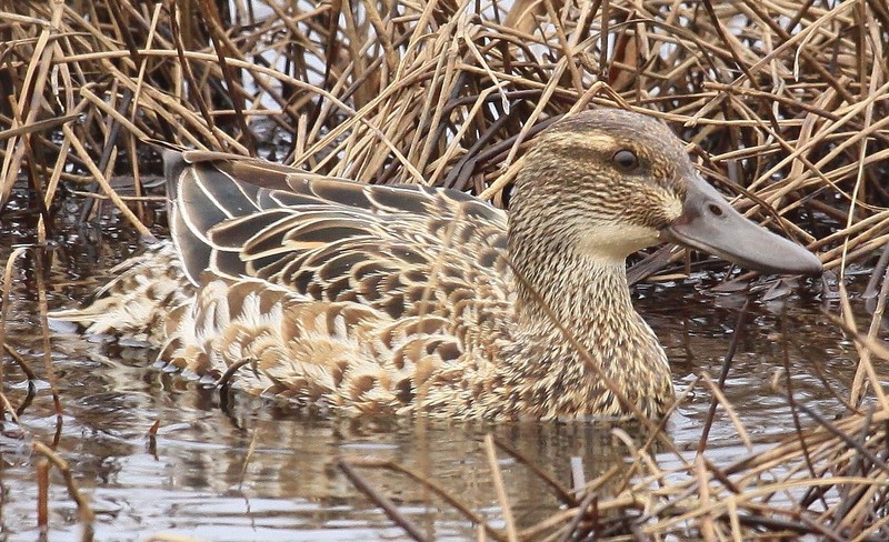 Garganey