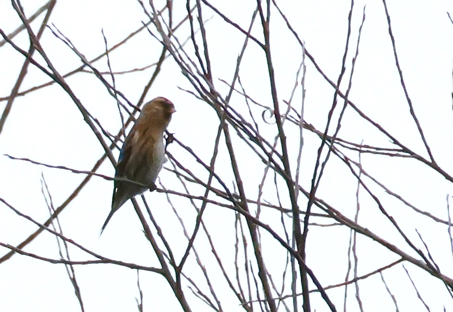 Redpoll