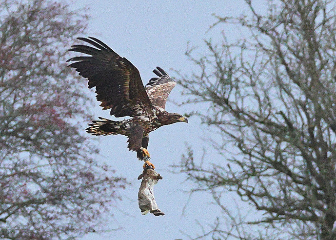 White-tailed Eagle