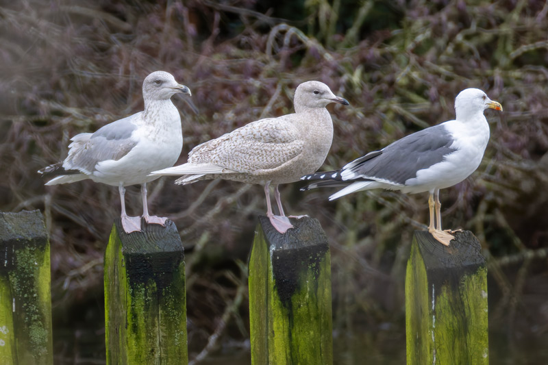 Iceland Gull