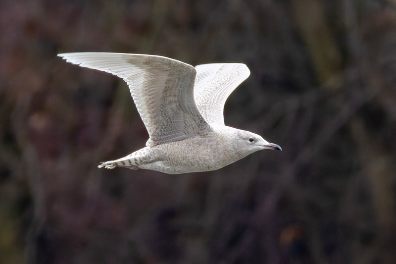 Iceland Gull