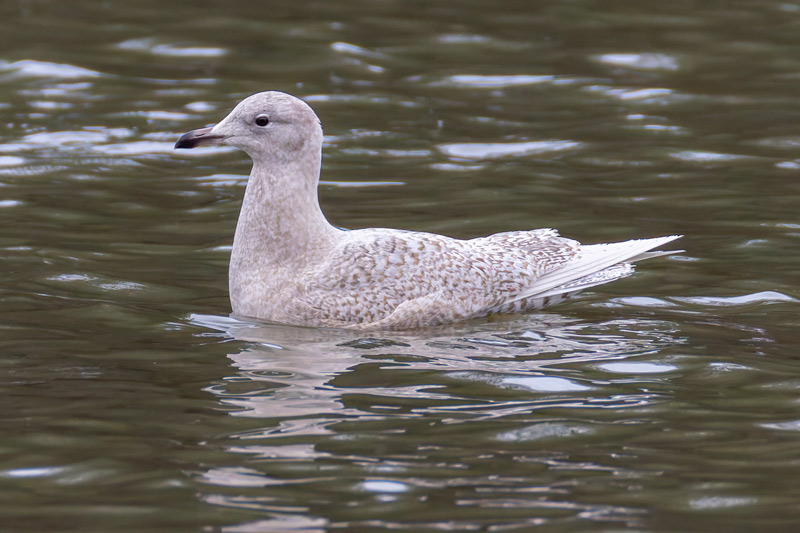 Iceland Gull
