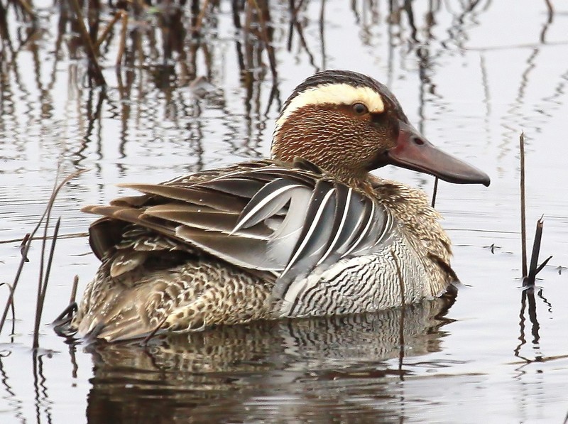 Garganey