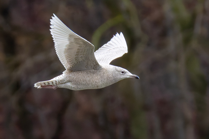 Iceland Gull