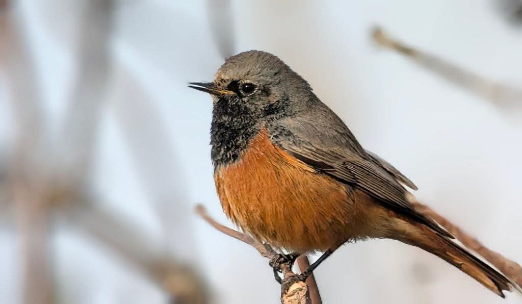 Eastern Black Redstart