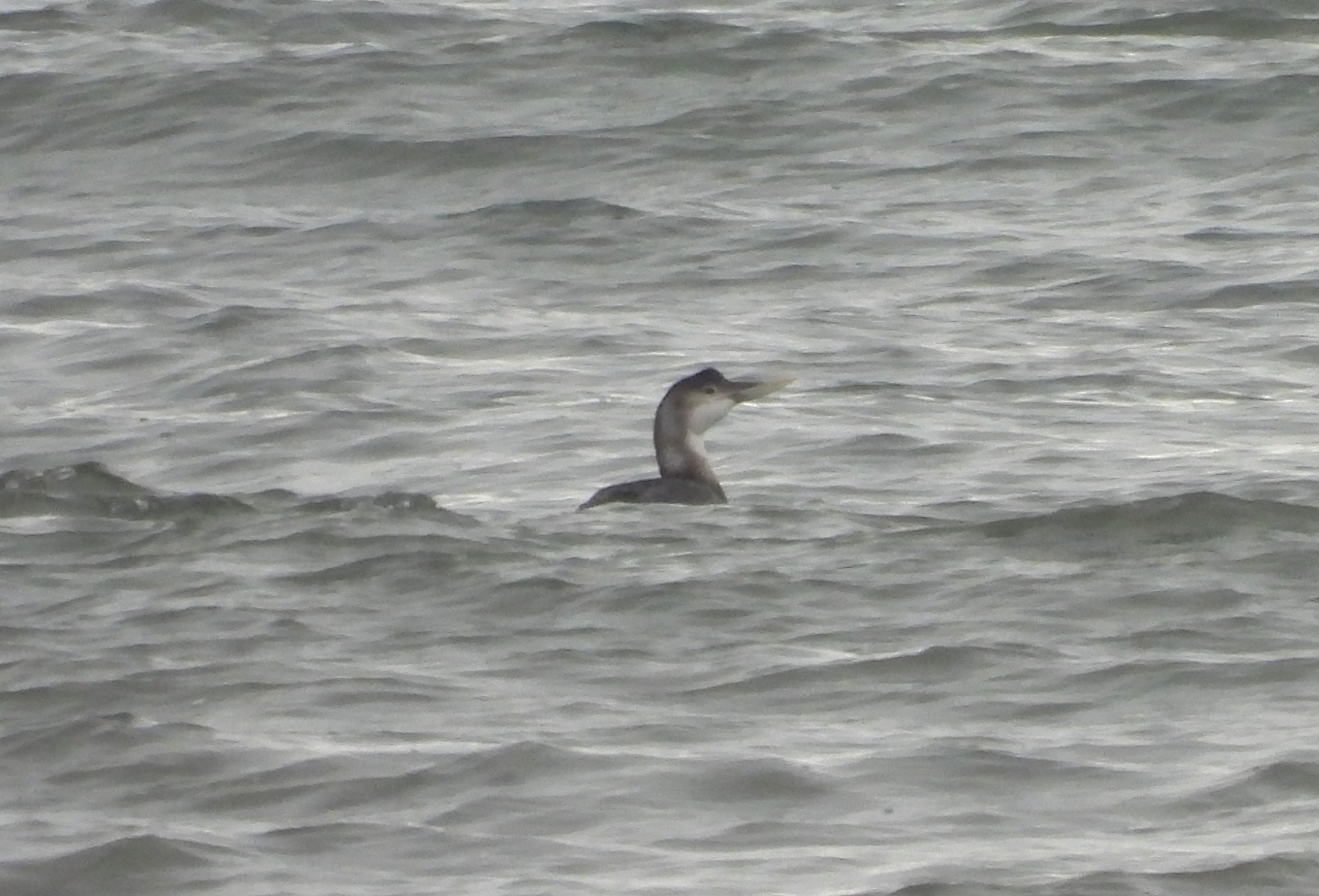 White-billed Diver