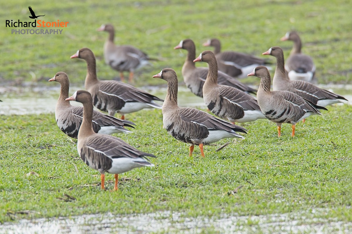 Russian White-fronted Goose