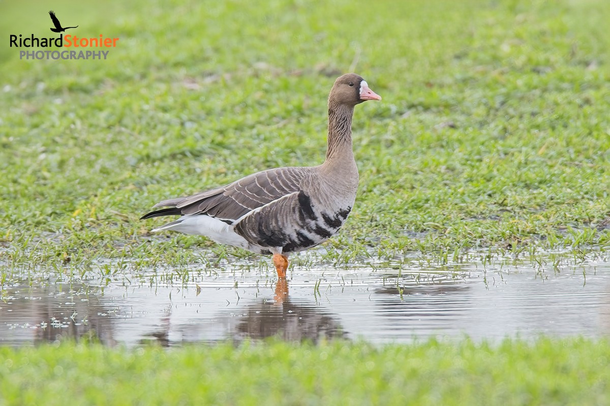Russian White-fronted Goose