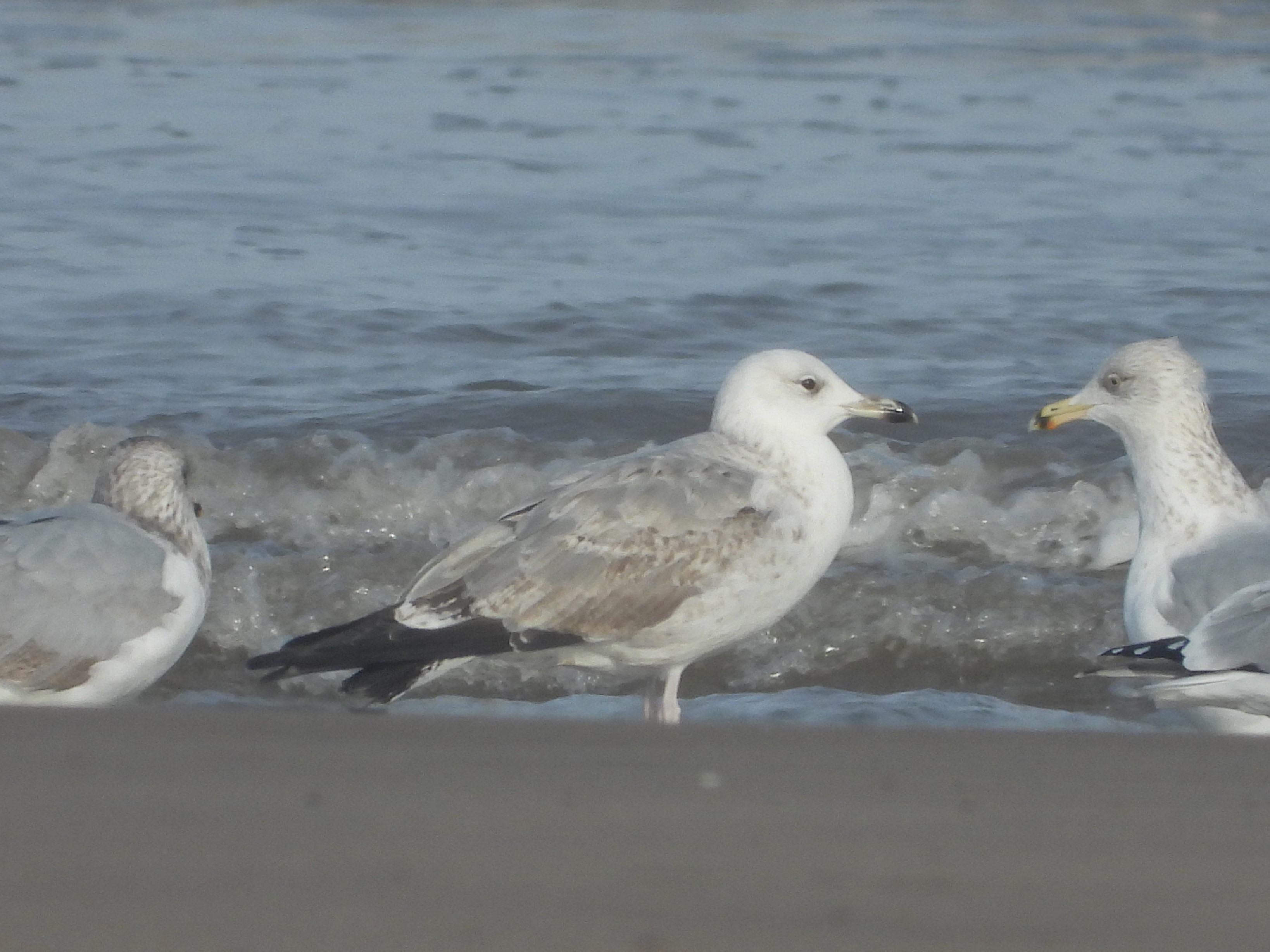 Caspian Gull