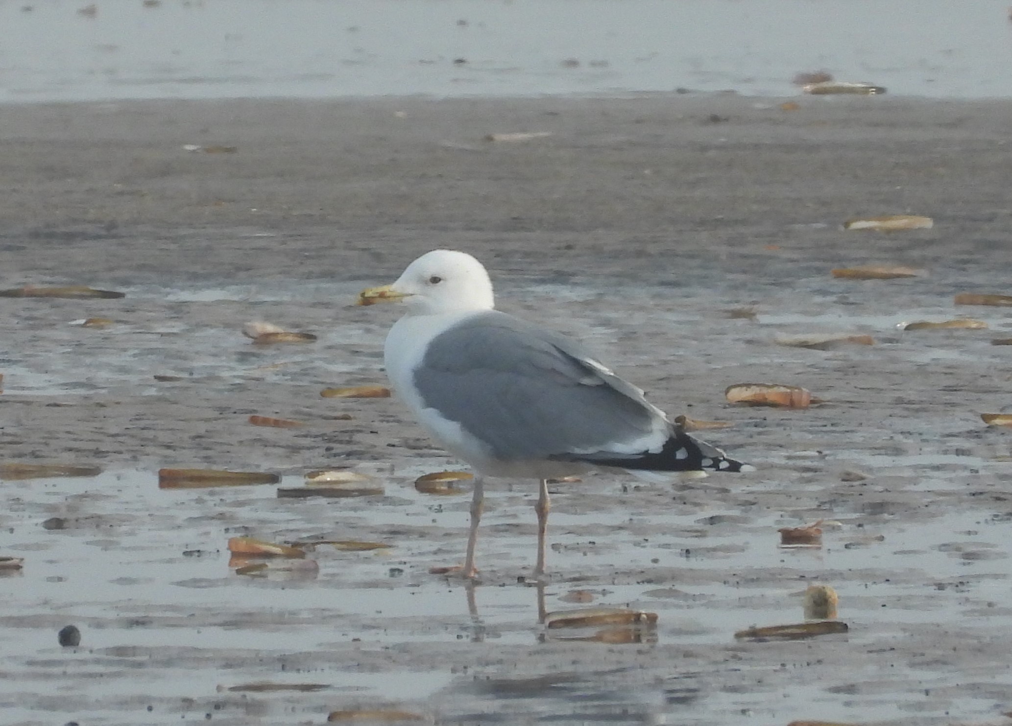 Caspian Gull