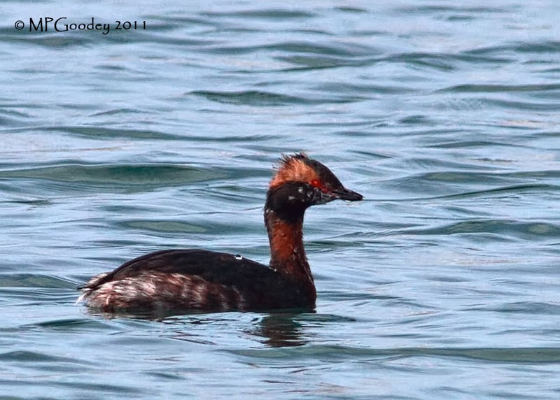 Slavonian Grebe