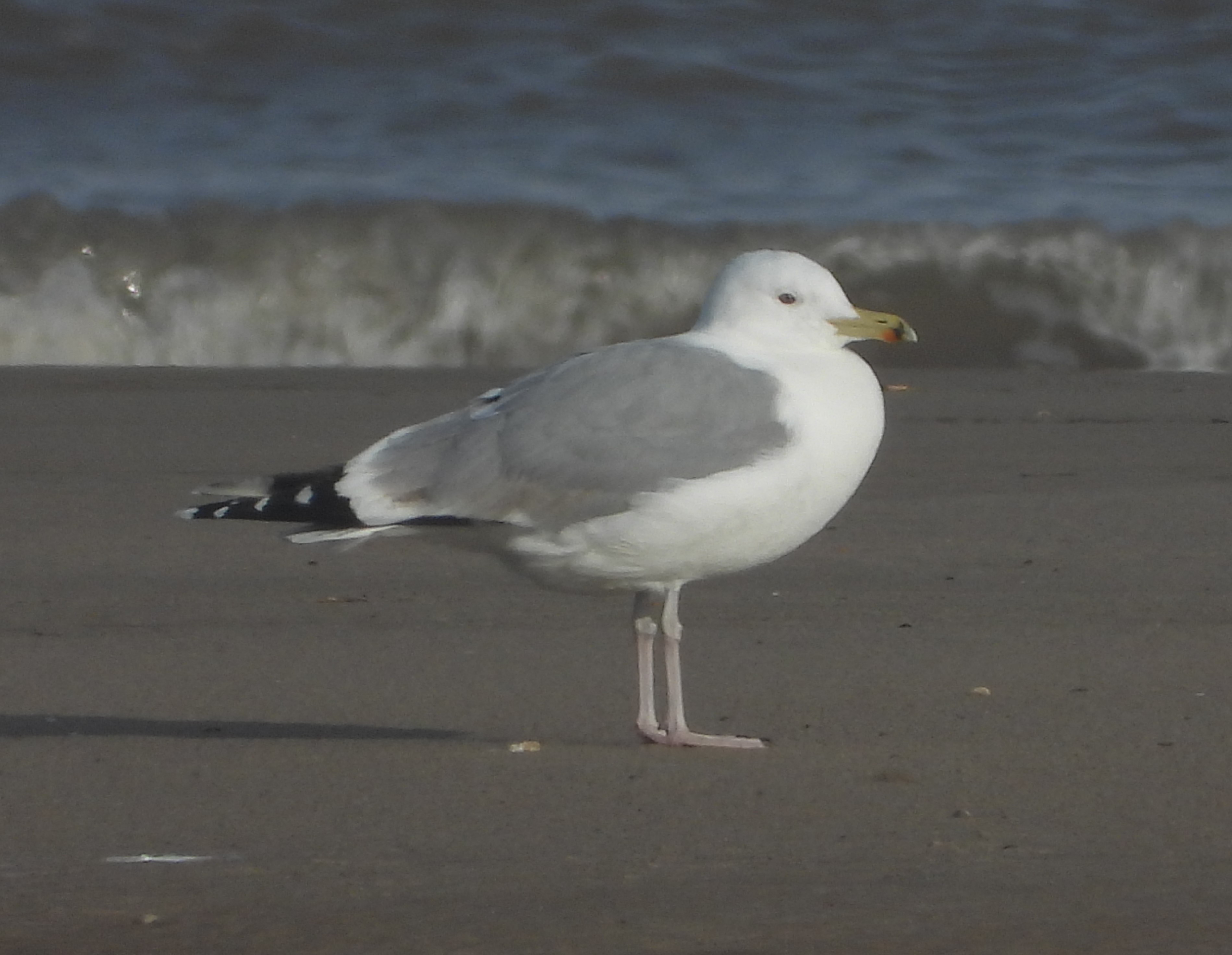 Caspian Gull