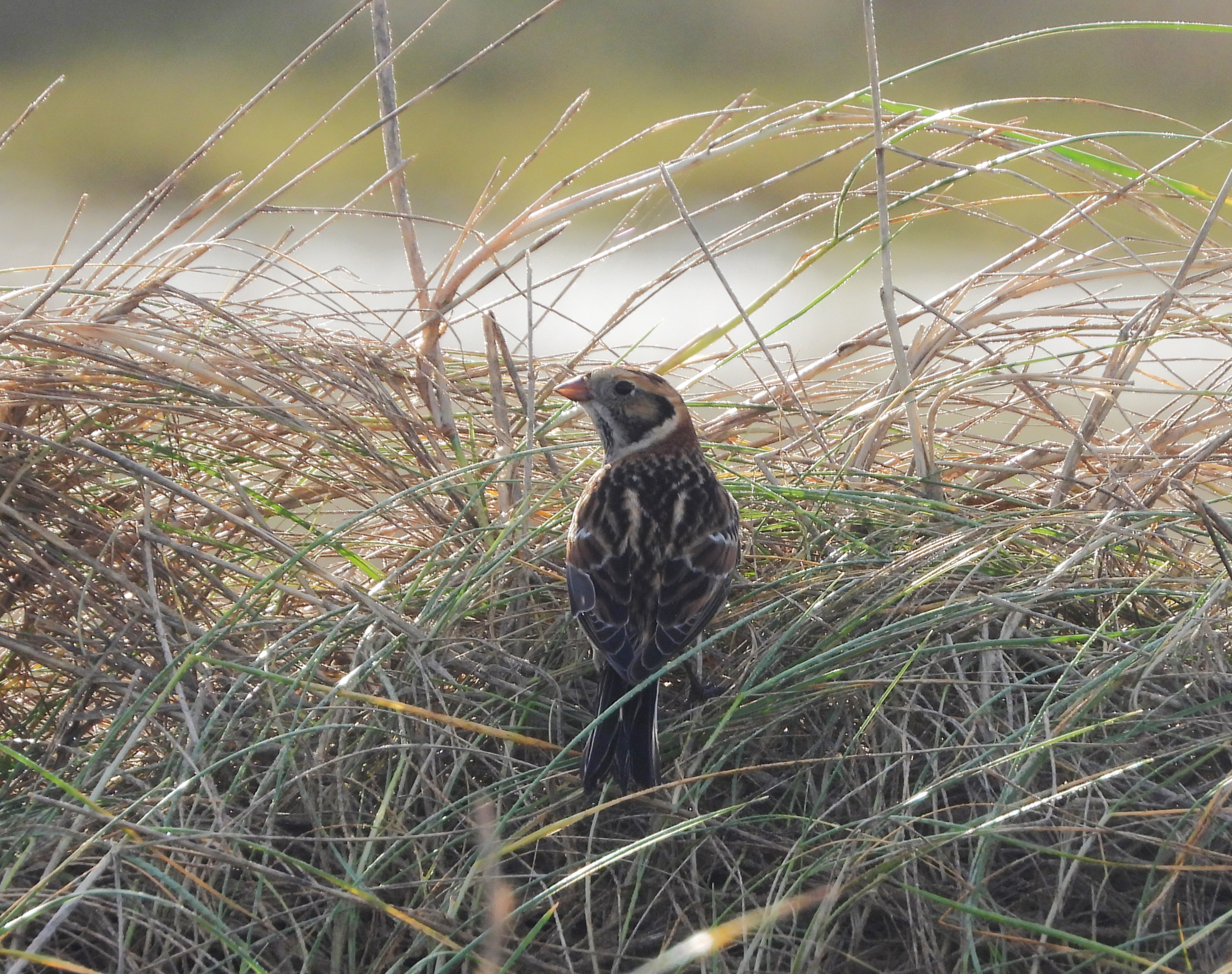 Lapland Bunting