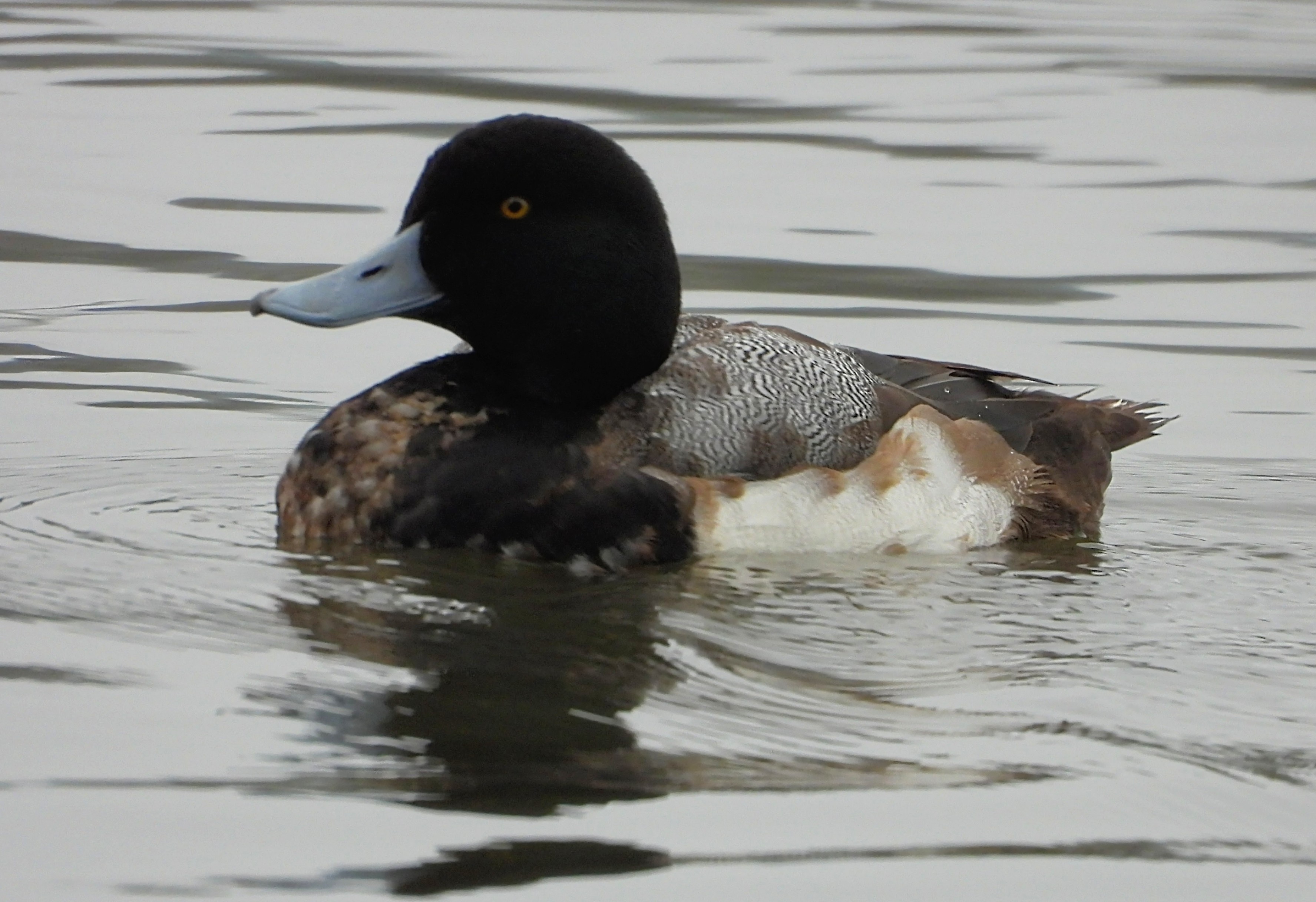 Scaup