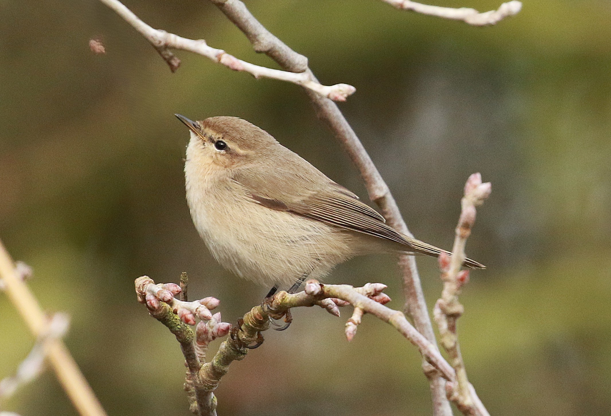 Siberian Chiffchaff