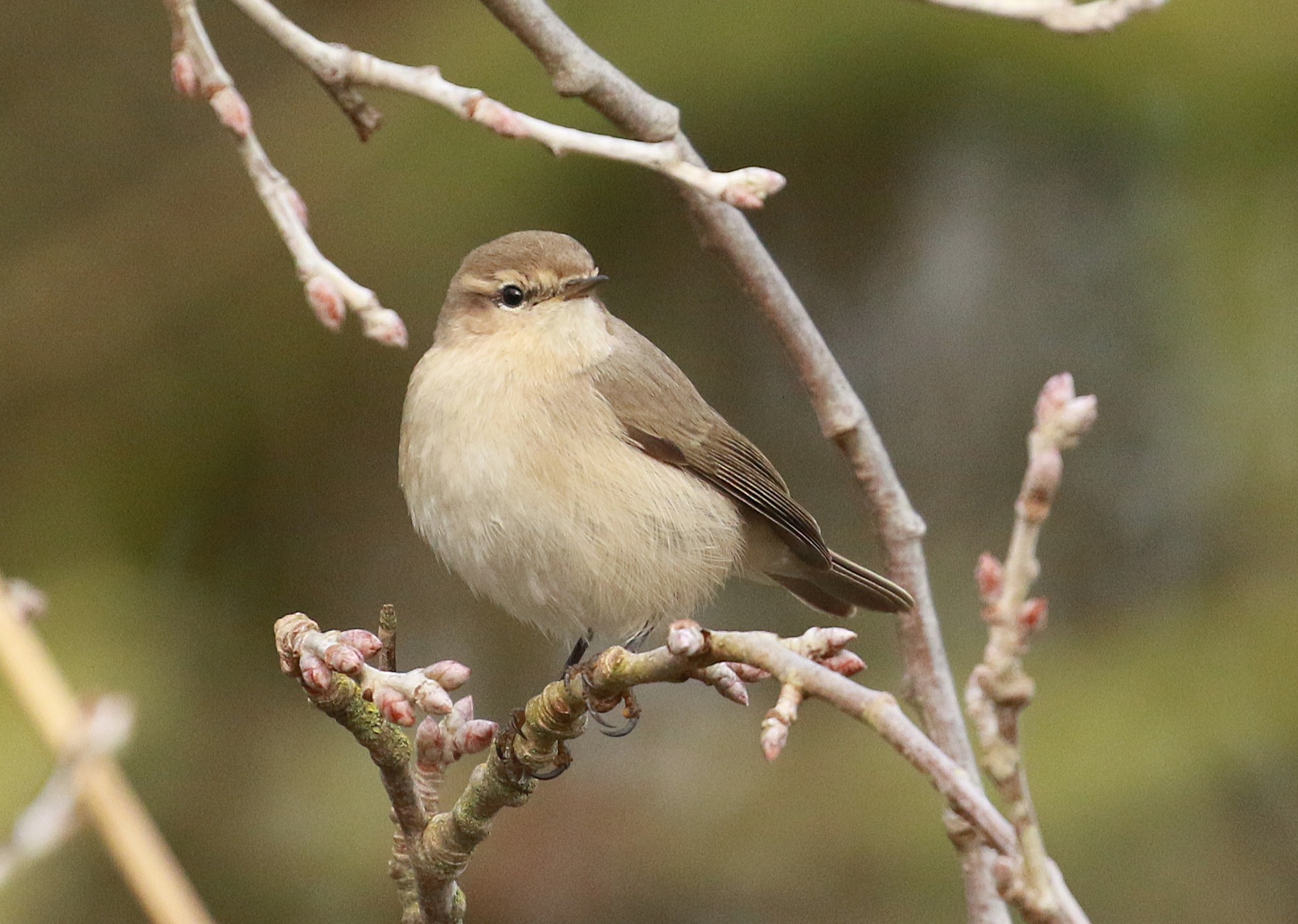 Siberian Chiffchaff