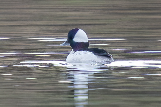 Bufflehead