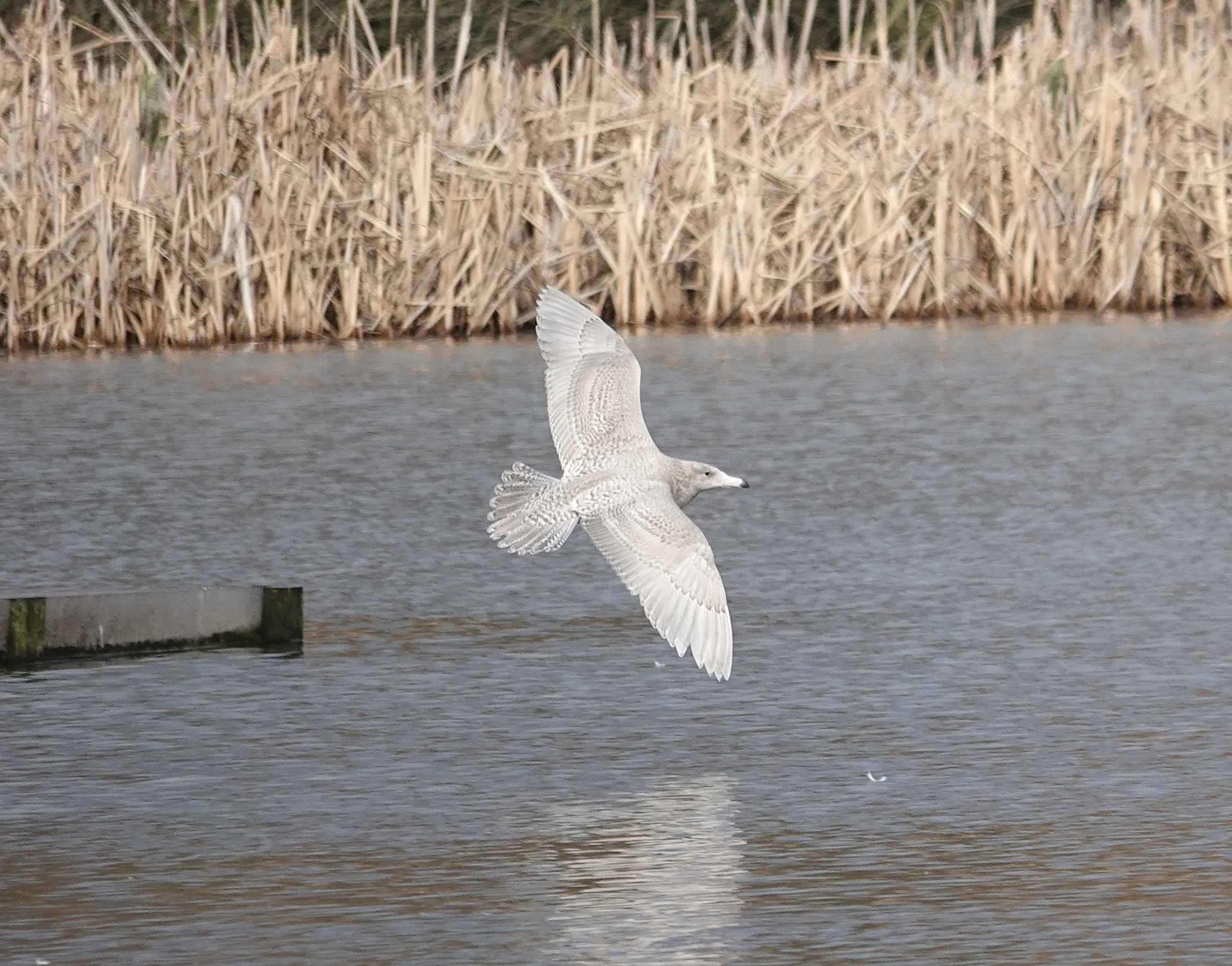 Glaucous Gull