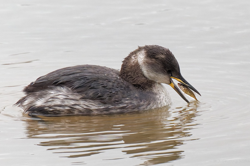 Red-necked Grebe