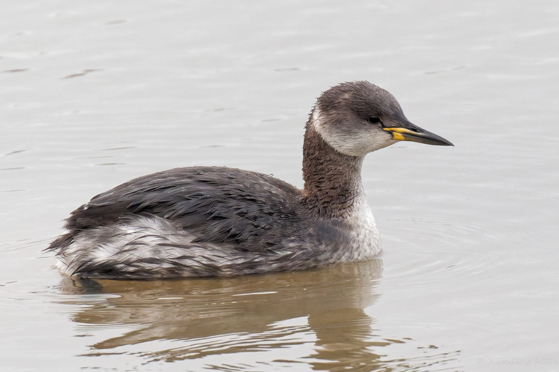 Red-necked Grebe